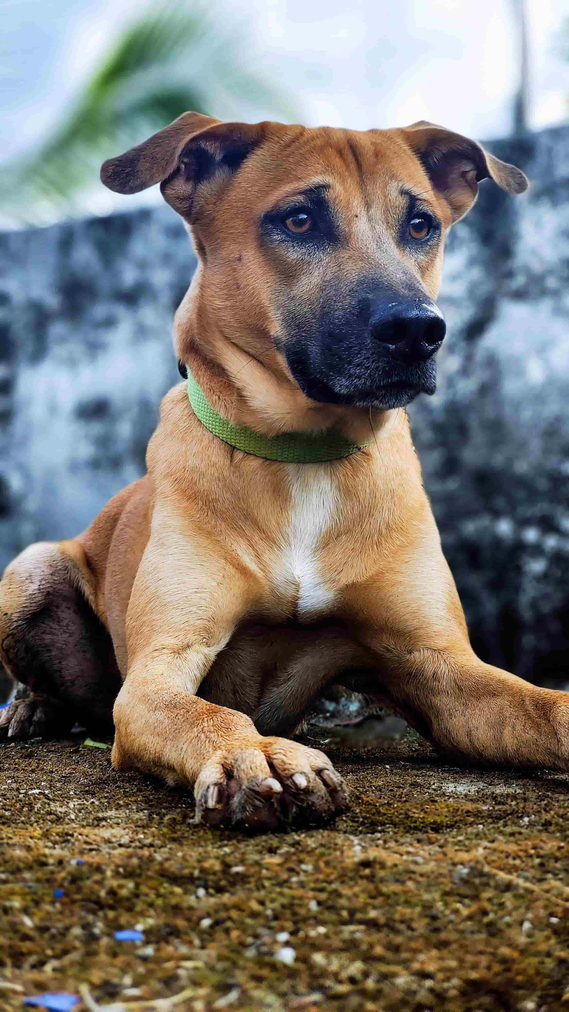 Foto de referencia de un perro enviada por el cliente para crear su retrato personalizado - MascotArte